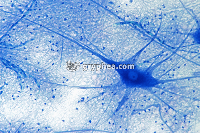 Neurône ME x100 - gryphea.com